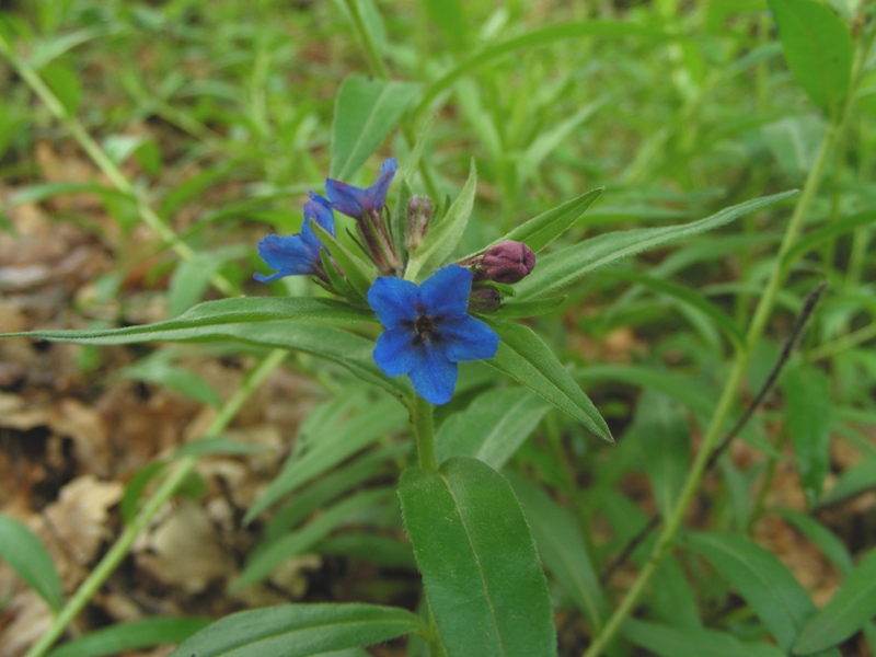 Dal parco dei gessi (Bologna) - Buglossoides purpurocaerulea